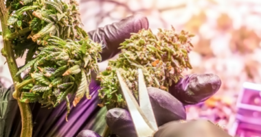 trimming cannabis flower